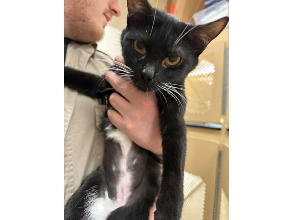 DSH Cat-CAT-Female-black and white-3667-Petland Norwin, PA