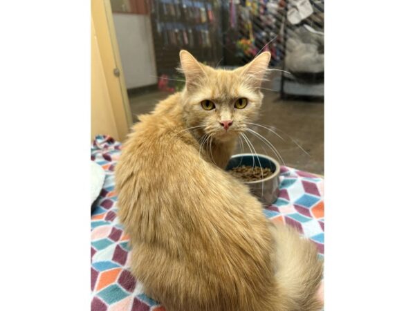 Domestic Long Hair CAT Female Buff 3694 Petland Norwin, PA