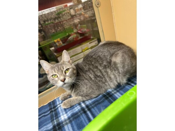 Domestic Short Hair-CAT-Female-Tabby- Grey-3697-Petland Norwin, PA