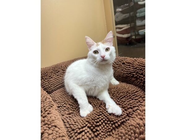 Domestic Short Hair CAT Male Orange/White 3695 Petland Norwin, PA