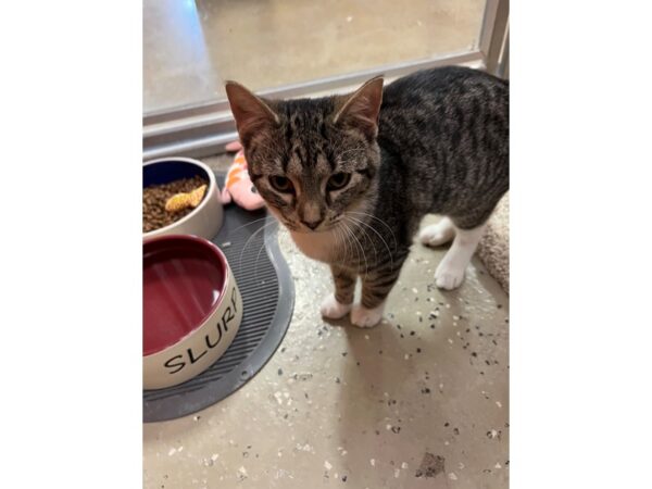 Domestic Short Hair CAT Female Tabby-brown/white 3696 Petland Norwin, PA