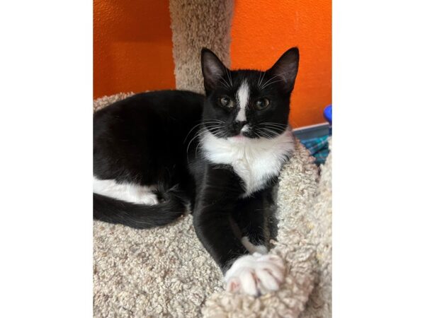 Domestic Short Hair CAT Female Black/White 3699 Petland Norwin, PA