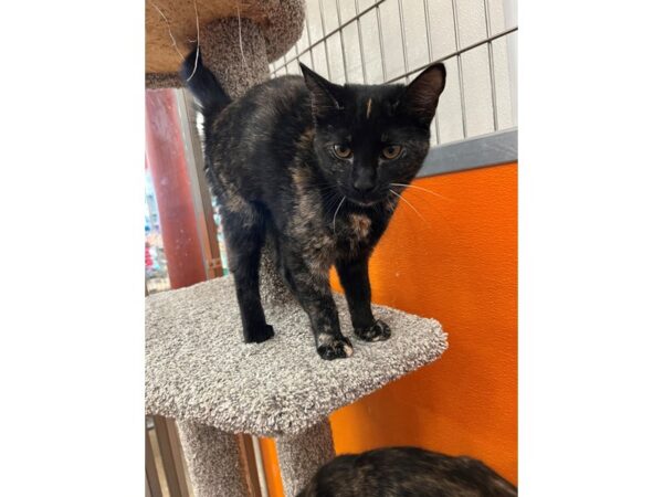 Domestic Short Hair-CAT-Female-Tortishell -black/tan-3684-Petland Norwin, PA