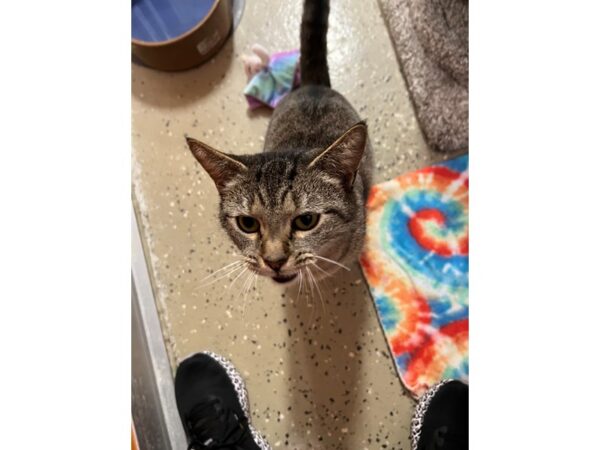 Domestic Short Hair CAT Female Tabby- brown/tan 3686 Petland Norwin, PA