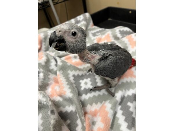 African Congo Grey BIRD 3714 Petland Norwin, PA