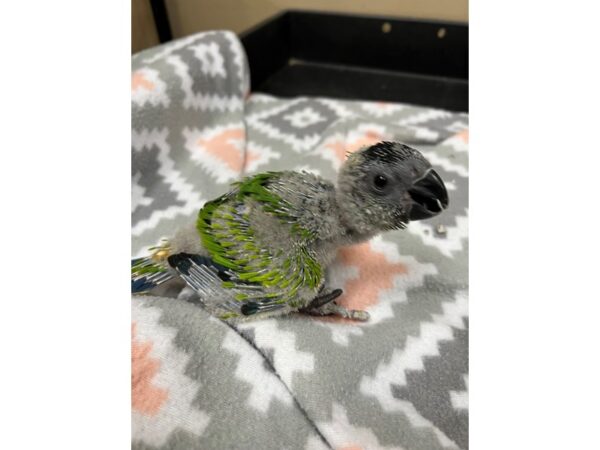 Nanday Conure-BIRD---3712-Petland Norwin, PA