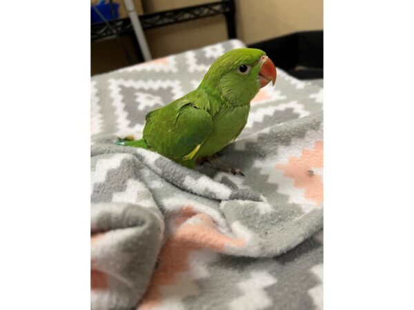 Green Indian Ringneck Parakeet-BIRD--green-3686-Petland Norwin, PA