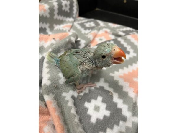 Lace Wing Indian Ringneck-BIRD--green/blue-3691-Petland Norwin, PA