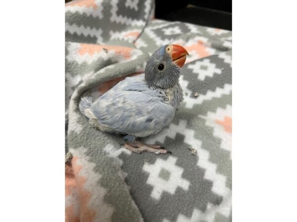 Lace Wing Indian Ringneck-BIRD--dark blue/white-3690-Petland Norwin, PA