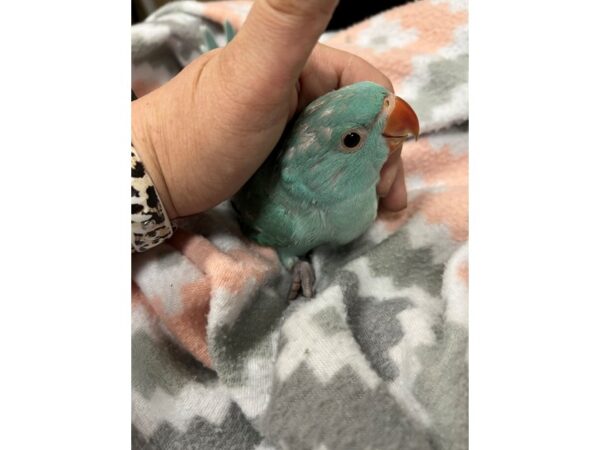 Blue Indian Ringneck-BIRD---3685-Petland Norwin, PA