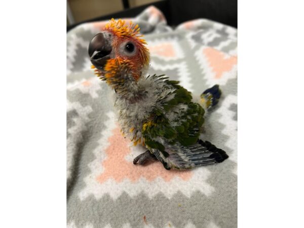 Sun Conure BIRD 3705 Petland Norwin, PA