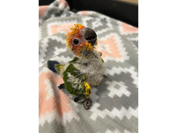 Sun Conure-BIRD---3704-Petland Norwin, PA