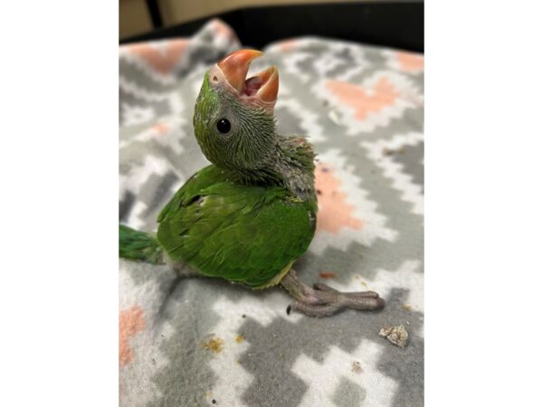 Green Indian Ringneck Parakeet BIRD green 3687 Petland Norwin, PA