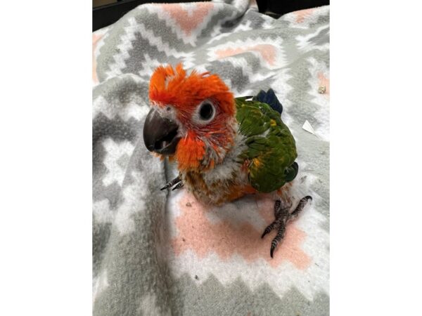 Sun Conure High Red-BIRD---3707-Petland Norwin, PA