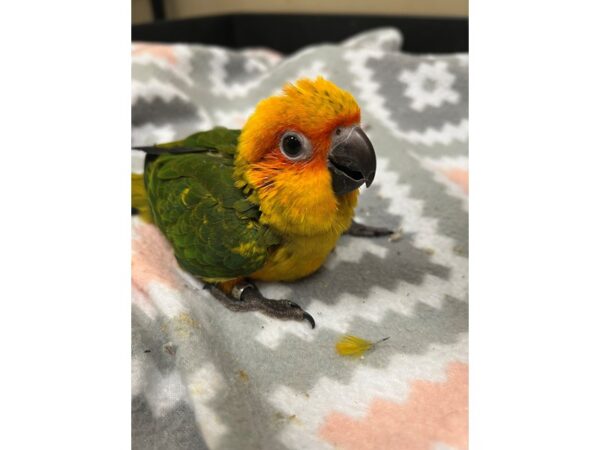 Sun Conure-BIRD---3703-Petland Norwin, PA