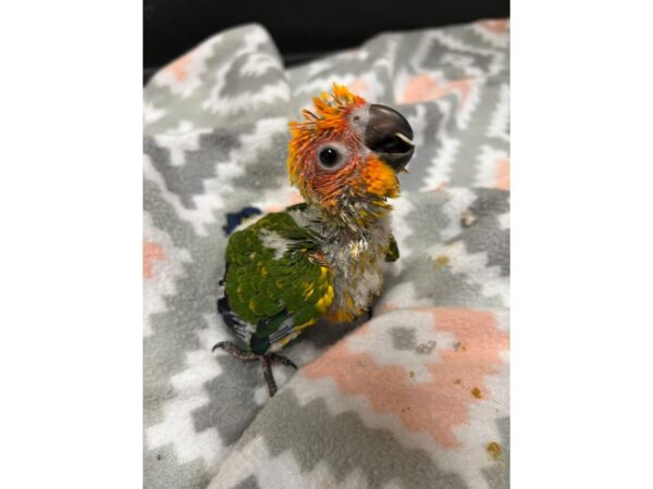 Sun Conure-BIRD---3702-Petland Norwin, PA