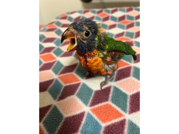 Rainbow Lory-BIRD---3723-Petland Norwin, PA