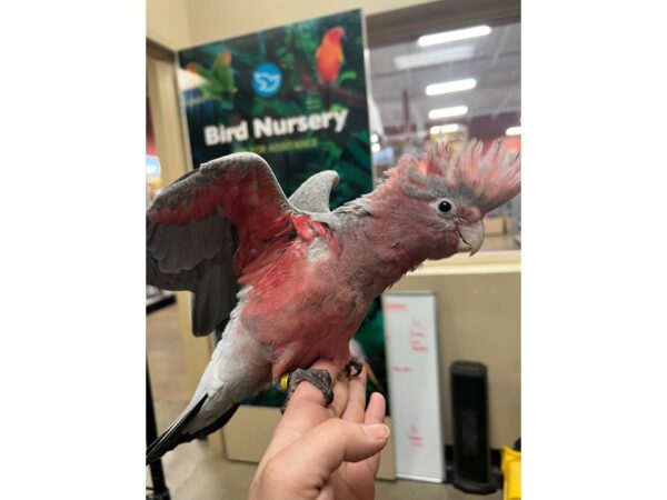 Rosebreasted Cockatoo BIRD 3731 Petland Norwin, PA