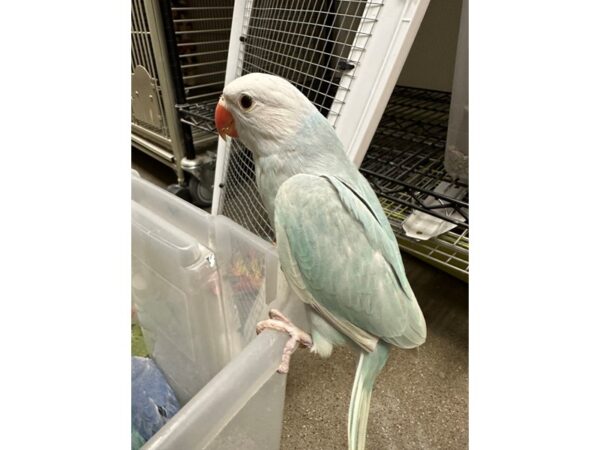 Indian Ringneck Parakeet-BIRD---3742-Petland Norwin, PA