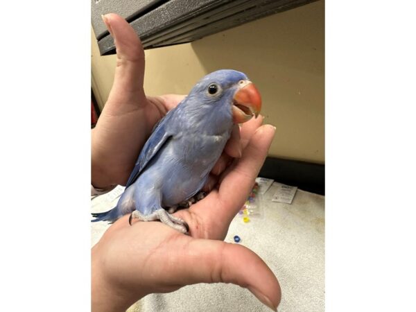 Indian Ringneck Parakeet-BIRD---3741-Petland Norwin, PA