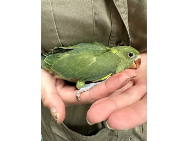 Indian Ringneck Parakeet-BIRD---3740-Petland Norwin, PA