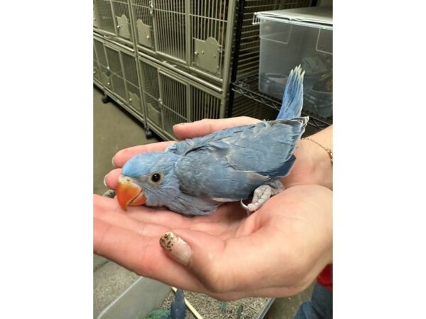 Indian Ringneck Parakeet-BIRD---3739-Petland Norwin, PA