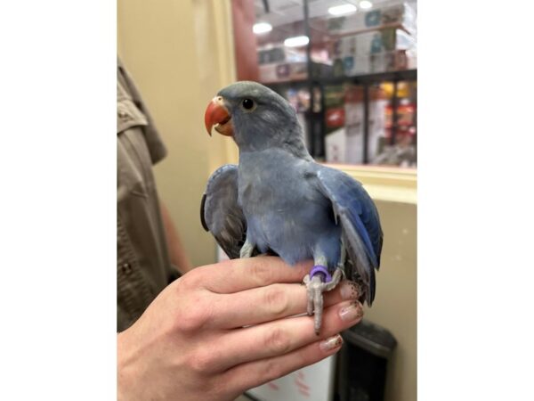 Indian Ringneck Parakeet-BIRD---3737-Petland Norwin, PA