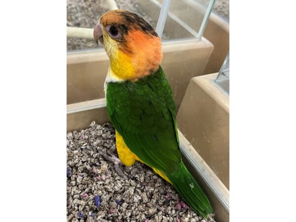 White Belly Caique-Bird-Female--3709-Petland Norwin, PA