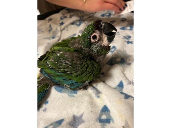 Severe Macaw-Bird-Male--3774-Petland Norwin, PA