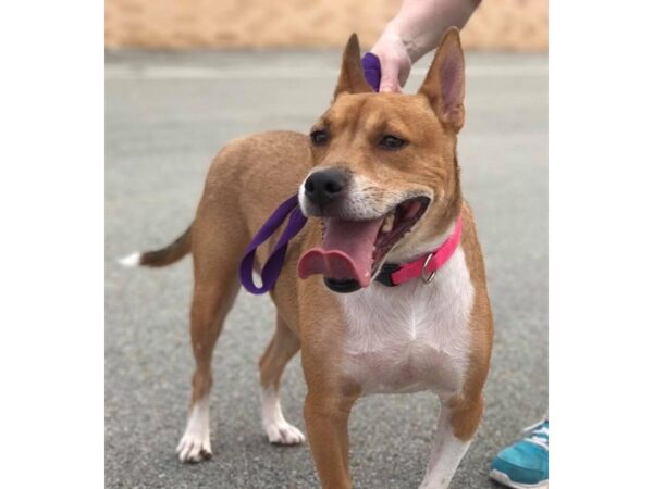 Australian Cattle Dog Mix DOG Female Tan and White 441 Petland Norwin, PA