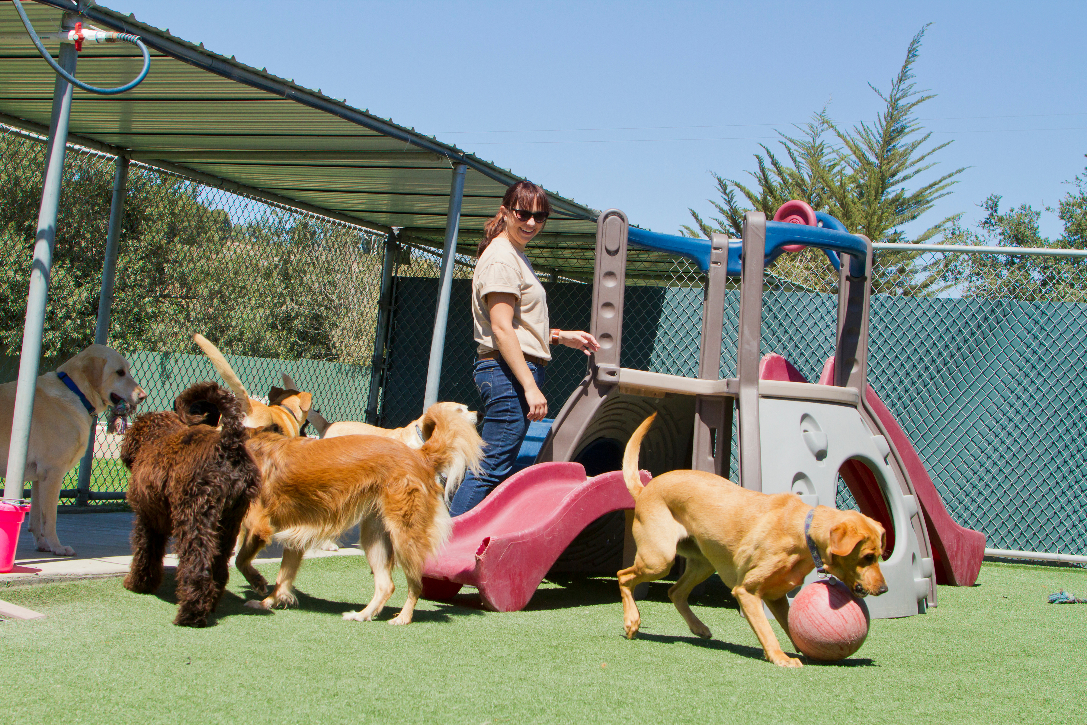 Daycare & Boarding