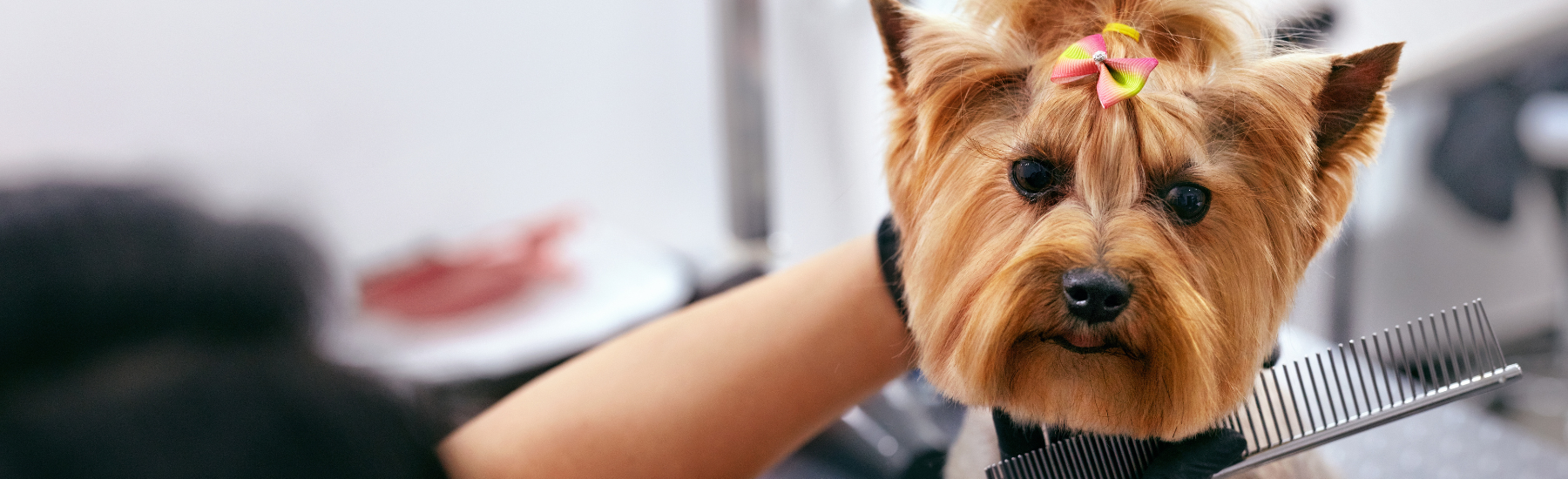 Pet Store Banner