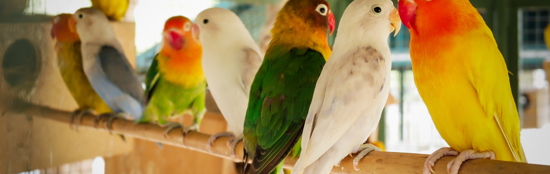 Pet Store Banner