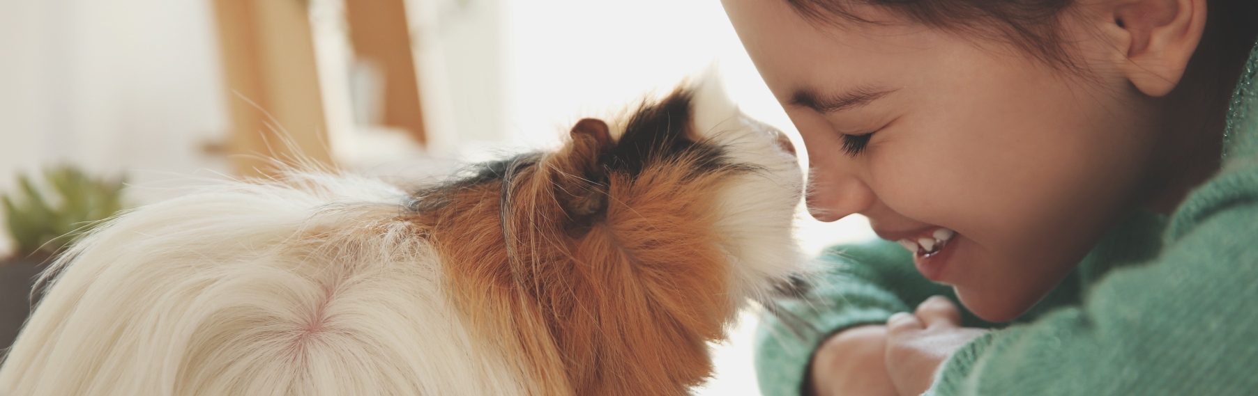 Pet Store Banner