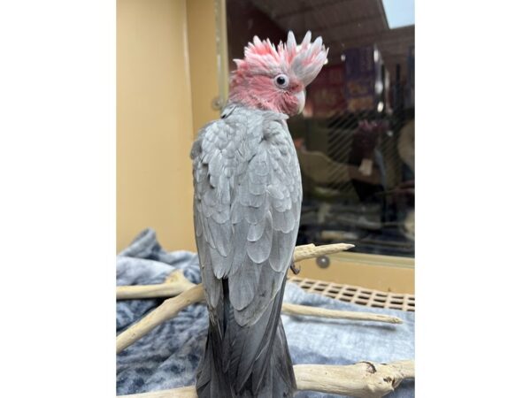 Rosebreasted Cockatoo-Bird-Female--3711-Petland Norwin, PA