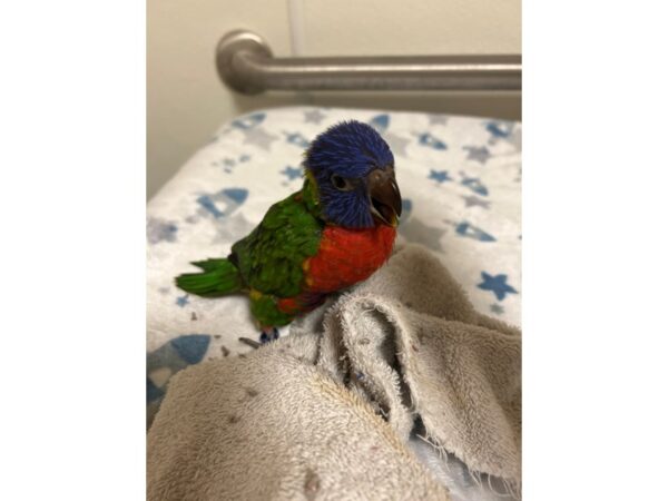 Rainbow Lory Bird Female 3727 Petland Norwin, PA