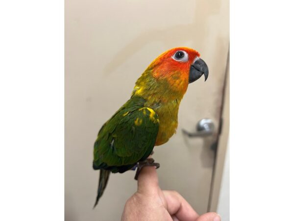 Sun Conure-Bird-Male--3706-Petland Norwin, PA