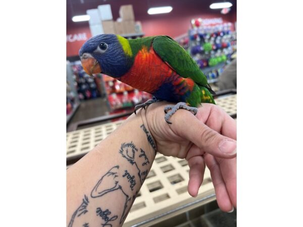 Rainbow Lory Bird Male 3728 Petland Norwin, PA