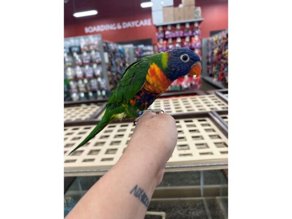 Rainbow Lory-Bird-Female--3725-Petland Norwin, PA