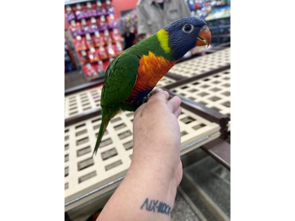 Rainbow Lory-Bird-Female--3724-Petland Norwin, PA