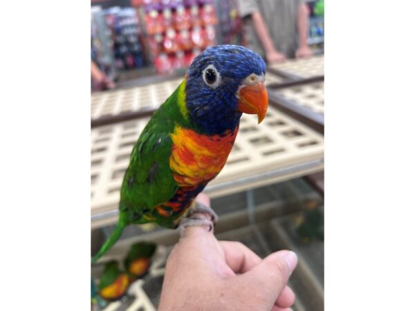 Rainbow Lory Bird Male 3720 Petland Norwin, PA