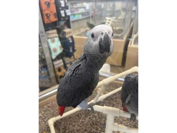 African Congo Grey-Bird-Male--3732-Petland Norwin, PA