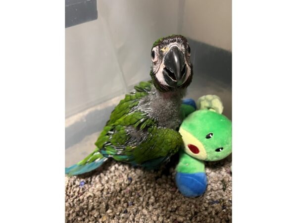 Severe Macaw-Bird-Male--3818-Petland Norwin, PA