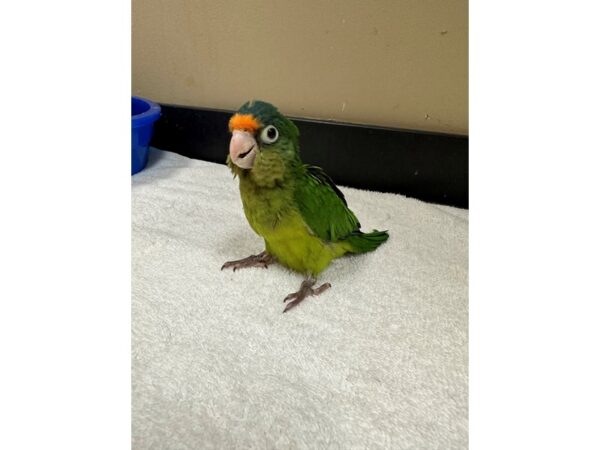 Halfmoon Conure-Bird-Male--3787-Petland Norwin, PA