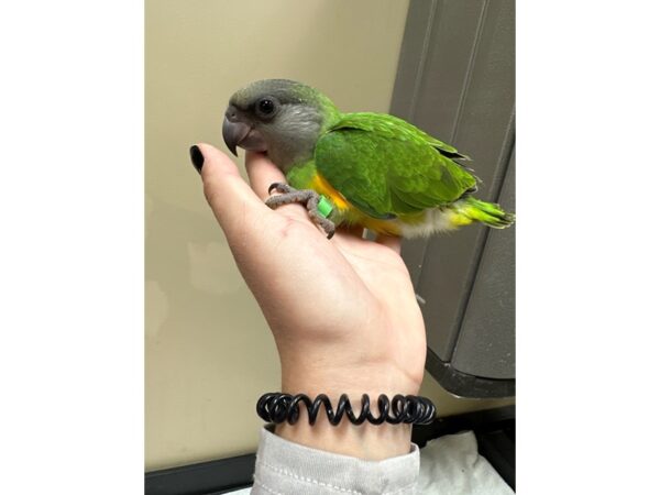 Senegal Parrot-Bird-Male--3772-Petland Norwin, PA