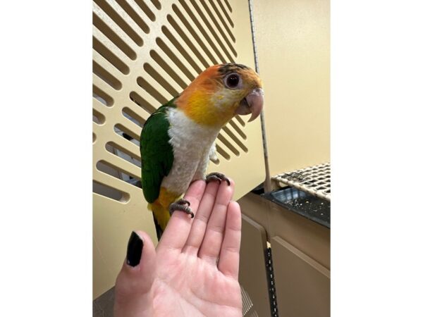 White Belly Caique Bird Female 3710 Petland Norwin, PA