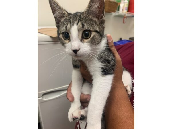 Domestic Medium Hair-Cat-Female-Brown and White Tabby-3858-Petland Norwin, PA