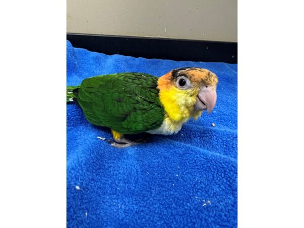 White Belly Caique Bird Female 3874 Petland Norwin, PA