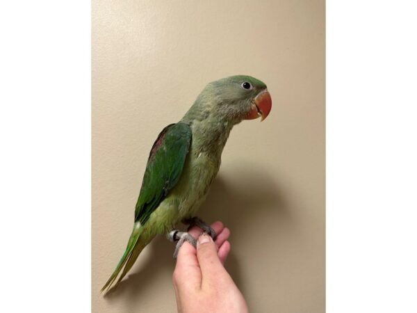[#3716] Female Alexandrine Parakeet Birds for Sale