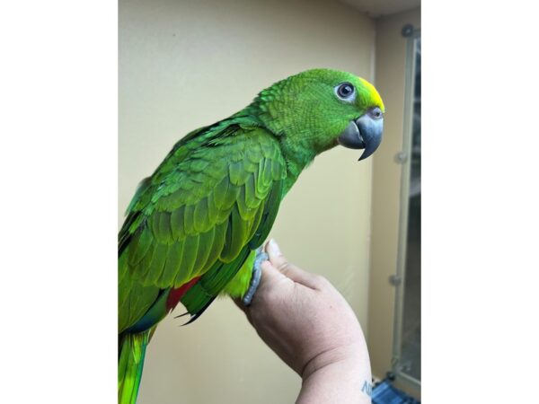 Yellow Crown Amazon-Bird-Male--3734-Petland Norwin, PA